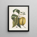 Anona avec le fruit du fruit c - Mark Catesby — kehystetty taideteos seinällä