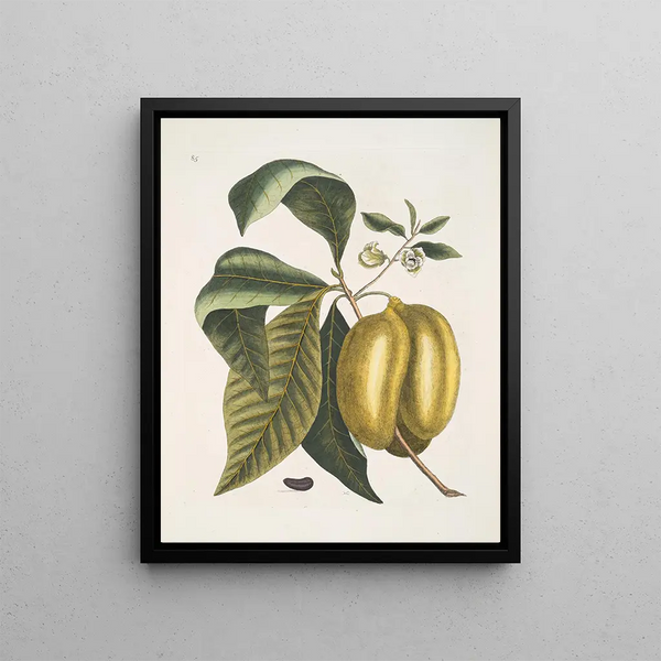 Mark Catesby - Anona fructu lutescente c.webp