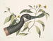 Oie du Canada Chrysanthemum c - Mark Catesby — näkymä teoksesta