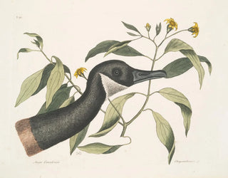 Oie du Canada Chrysanthemum c - Mark Catesby — näkymä teoksesta