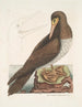 Le fou est un oiseau brun apparenté à l'oie de Bassano - Mark Catesby — näkymä teoksesta