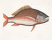 Anthea, le poisson mouton - Mark Catesby — näkymä teoksesta