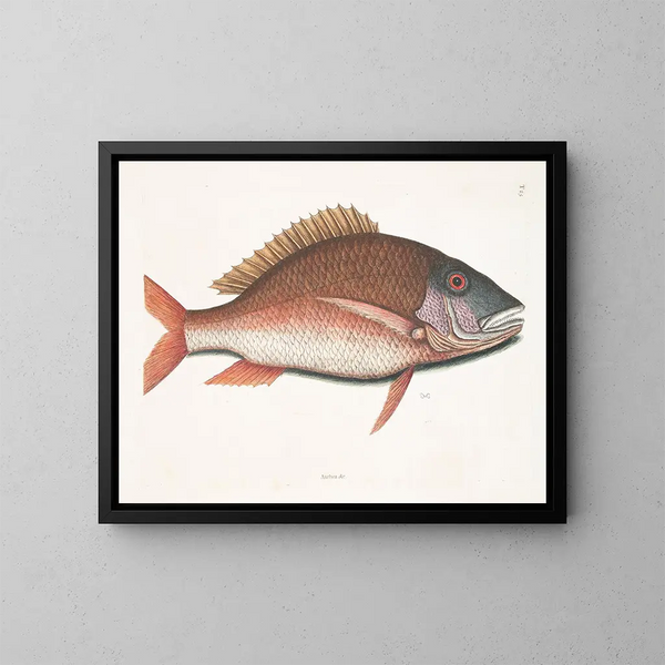 Anthea, le poisson mouton - Mark Catesby — kehystetty taideteos seinällä
