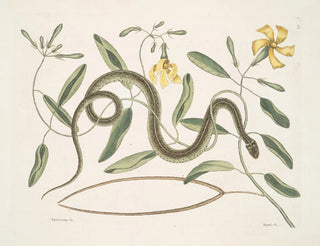 Apocynum c. Angis viridis maculatus, le serpent vert tacheté - Mark Catesby — näkymä teoksesta