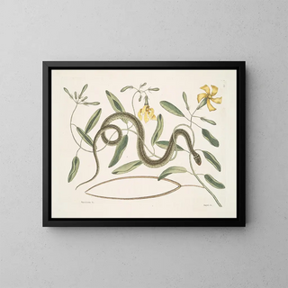 Apocynum c. Angis viridis maculatus, le serpent vert tacheté - Mark Catesby — kehystetty taideteos seinällä
