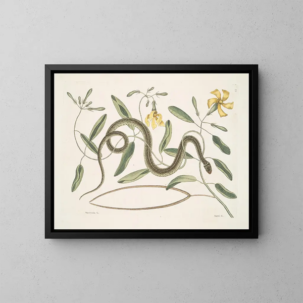 Apocynum c. Angis viridis maculatus, le serpent vert tacheté - Mark Catesby — kehystetty taideteos seinällä