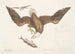 Aquila capite Albo L'Aigle à tête blanche Taitteen koko - Mark Catesby — näkymä teoksesta