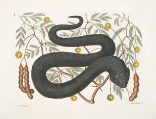 Arbre aux feuilles de vipère noire - Mark Catesby — näkymä teoksesta