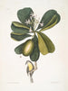 Tonnelle Jasmin floribus Les Sept Ans Pomme Parus Bahamensis Les Bahama Titmous - Mark Catesby — näkymä teoksesta