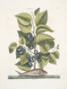 Arbor Populi c Harengus c Le Pilchard - Mark Catesby — näkymä teoksesta