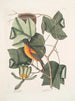 Arbor Tulipifera Le Tulipier Icterus L'Oiseau de Baltimore - Mark Catesby — näkymä teoksesta