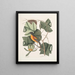 Arbor Tulipifera Le Tulipier Icterus L'Oiseau de Baltimore - Mark Catesby — kehystetty taideteos seinällä