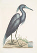 Ardea caerulea Le Héron bleu - Mark Catesby — näkymä teoksesta