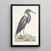 Ardea caerulea Le Héron bleu - Mark Catesby — kehystetty taideteos seinällä
