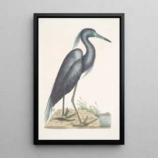 Mark Catesby - Ardea Crulea The blue Heron.webp