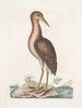Ardea stellaris Le Butor brun - Mark Catesby — näkymä teoksesta