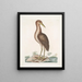 Ardea stellaris Le Butor brun - Mark Catesby — kehystetty taideteos seinällä