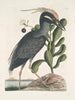 Ardea stellaris cristata Americana Le butor huppé Lobelia c - Mark Catesby — näkymä teoksesta