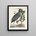 Ardea stellaris cristata Americana Le butor huppé Lobelia c - Mark Catesby — kehystetty taideteos seinällä