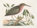 La petite butor étoilé - Mark Catesby — näkymä teoksesta