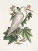 Ardea alba Le petit héron blanc Ketmia c - Mark Catesby — näkymä teoksesta