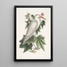 Ardea alba Le petit héron blanc Ketmia c - Mark Catesby — kehystetty taideteos seinällä