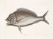 Le Porgy Aurata - Mark Catesby — näkymä teoksesta