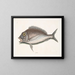 Le Porgy Aurata - Mark Catesby — kehystetty taideteos seinällä