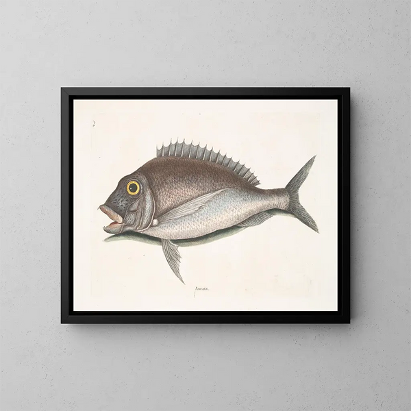 Le Porgy Aurata - Mark Catesby — kehystetty taideteos seinällä
