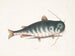 Le Poisson-chat - Mark Catesby — näkymä teoksesta