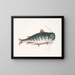 Le Poisson-chat - Mark Catesby — kehystetty taideteos seinällä