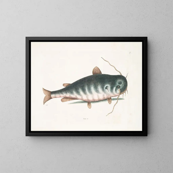 Le Poisson-chat - Mark Catesby — kehystetty taideteos seinällä