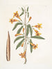 Bignonia Americana - Mark Catesby — näkymä teoksesta
