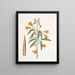 Bignonia Americana - Mark Catesby — kehystetty taideteos seinällä