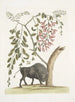 Bison d'Amérique Pseudo Acacia hispida à fleurs roses - Mark Catesby — näkymä teoksesta