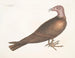 Buse à tête de dindon - Mark Catesby — näkymä teoksesta