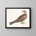 Buse à tête de dindon - Mark Catesby — kehystetty taideteos seinällä