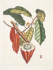 Cacao Arbor Le Cacao Tree - Mark Catesby — näkymä teoksesta