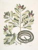 Calyculato c Winters Bark Slender Brown Snake La couleuvre ruban - Mark Catesby — näkymä teoksesta