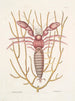 Cancellus maximus Le Bernard-l'ermite marin Lithophyton c - Mark Catesby — näkymä teoksesta