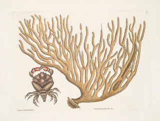Cancer chelis rubris, le crabe à griffes résilientes - Mark Catesby — näkymä teoksesta