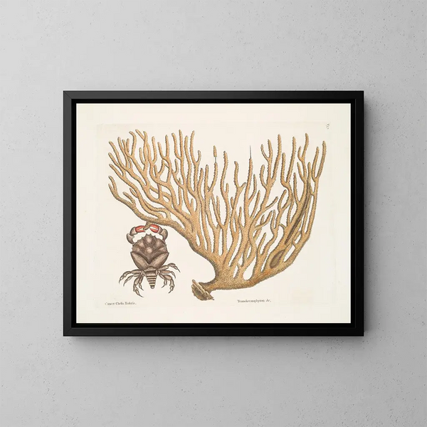 Cancer chelis rubris, le crabe à griffes résilientes - Mark Catesby — kehystetty taideteos seinällä