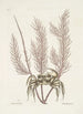Cancer arenarius Le crabe de sable Lithophyton c - Mark Catesby — näkymä teoksesta
