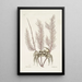 Cancer arenarius Le crabe de sable Lithophyton c - Mark Catesby — kehystetty taideteos seinällä