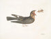Le Chèvre-Feuille - Mark Catesby — näkymä teoksesta