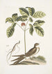 Caprimulgus minor Americanus L'engoulevent Aureliana Canadensis Le ginseng ou ninsin des Chinois - Mark Catesby — näkymä teoksesta