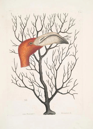 Mark Catesby - Caput Phoenicopteri The Bill of the Flamingo in its full dimensions Keratophyton c.webp