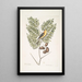 Carduelis Americanus Le chardonneret américain Acacia abruoe foliis c Acacia - Mark Catesby — kehystetty taideteos seinällä