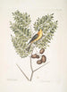 Carduelis Americanus Le chardonneret américain Acacia abruoe foliis c Acacia - Mark Catesby — näkymä teoksesta