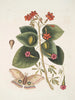 Caryophyllus spurius inodorus c Convolvulus minor Pentaphyllos c Phalna intens Suuri perhonen - Mark Catesby — näkymä teoksesta